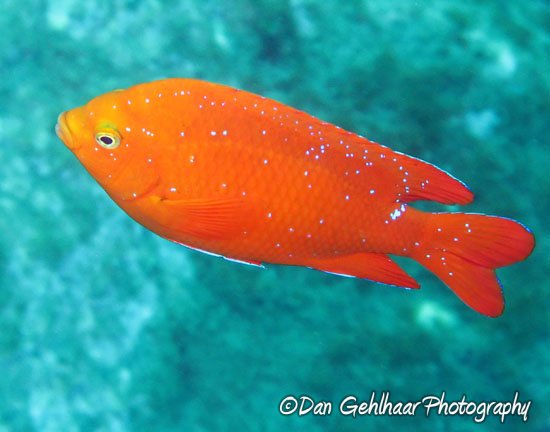 Garibaldi